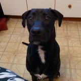Energetic Pet Service Provider for Hire