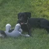 Looking for Caring Dog Sitter in Fletcher
