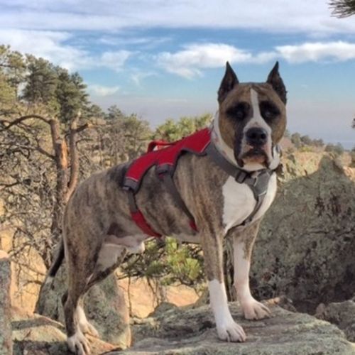 Pet Care Job Taylor Graham's Profile Picture