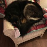 Love Your Pet" Pet Sitter