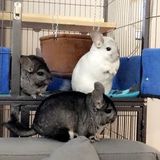 Looking for sitter for 3 chinchillas Dec 22-28, every other day feeding