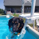 K9 obedience/behavioral training - pet sitting