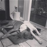 Need overnight care Saturday morning through Sunday day for 2 dogs 4/1-4/2