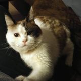 Friendly, self-motivated pet sitter