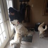 Loving and Reliable Animal Caregiver