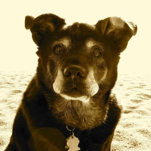 House Sitter Provider Anna F's Profile Picture