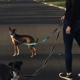 Available: Professional Dog Walker in Bucks Co