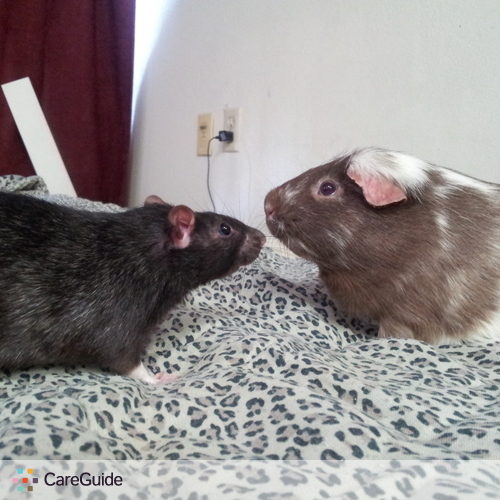 Pet Care Provider Jacklyn S's Profile Picture