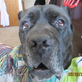 Interested In West Fargo ND Cat and Dog Sitting Professional, North Dakota Jobs