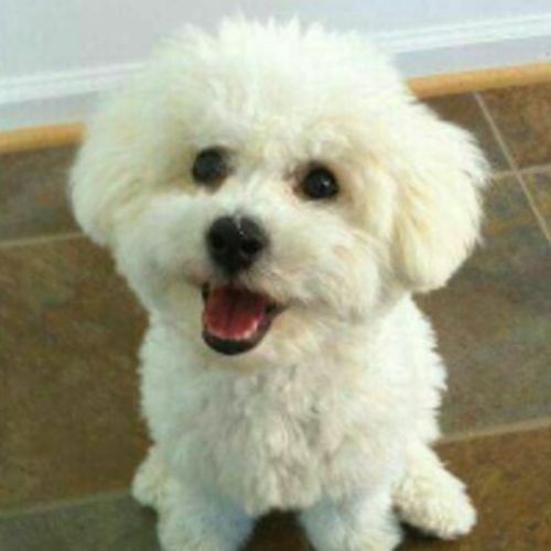 House Sitter Provider Tara M's Profile Picture