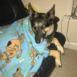 In home care for my dog