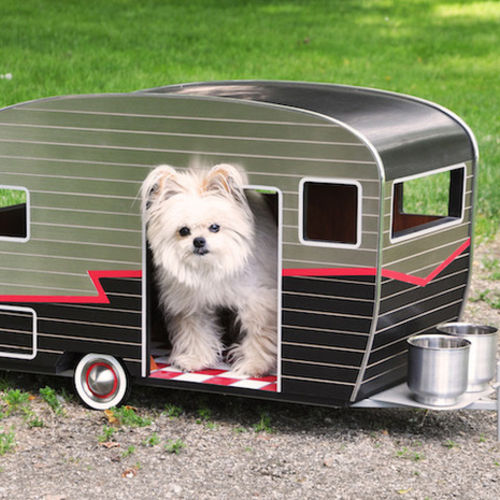 House Sitter Provider Amy S's Profile Picture