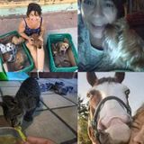 Searching for an Animal Lover Job in Montreal