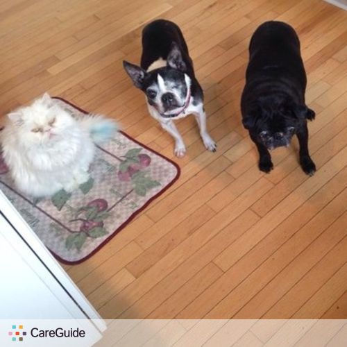 Pet Care Provider Angela C's Profile Picture