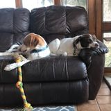 Ewing, New Jersey Pet Sitter Opportunity Week of 4/15 - 4/19