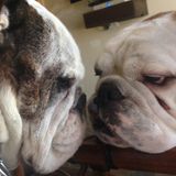 I love dogs. Bulldogs are my thing