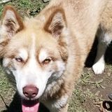 Reliable animal lover with flexible hours!