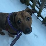 Animal lover, looking to care for your furry friends!