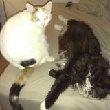 For Hire: Good Petsitter in Troy