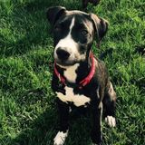 Reliable And Experienced Pet Sitter