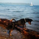 Canine Lover Available for Pet Sitting and Walks (Evenings and Weekends)