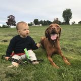 Help exercising a very sweet vizsla in off leash areas (pick up Brookline, MA)