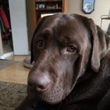 Reliable mature dog walker and or day sitter