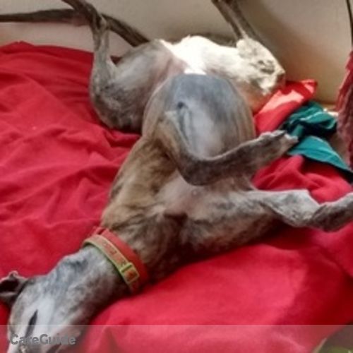 Pet Care Provider Charlotte Soverns's Profile Picture