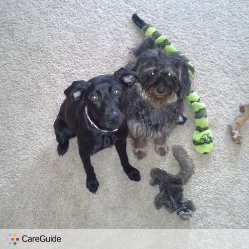 Pet Care Provider Nicolette S's Profile Picture