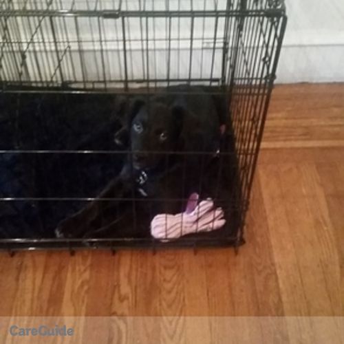 Pet Care Provider Priscilla F's Profile Picture