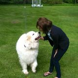 TLC for Your Best Friend, Sitter/Walker Available Immediately