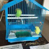 Waltham, Massachusetts Petsitter Posting