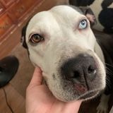 My name is Natalia and i'm willing to pet sit and walk your adorable animal(s) 3