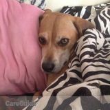 I need a reliable and responsible dog walker 2-3 times per week!
