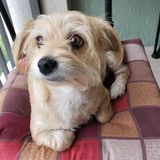 Pet owners stress no more.....HELP IS HERE! Feel free to contact my at anytime, I look forward to HELPING you.