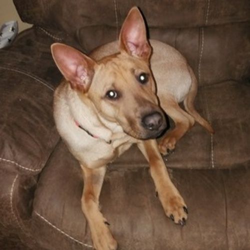 Pet Care Job Robert Vincent's Profile Picture