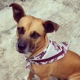 Brandon Dog Walker/Pet Sitter and Lover!