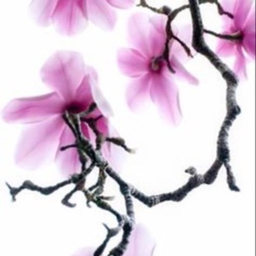 Housekeeper Provider Stephanie B's Profile Picture
