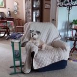 Excellent pet care in loving home