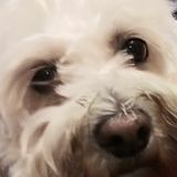 I am capable of feeding, walking, and doing whatever possible to nurture your beloved pets until you arrive.