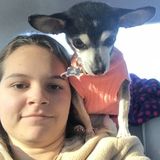 Interviewing For Annandale Cat and dog Sitter, Virginia Jobs