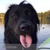 Looking for someone to let my Pickle out during the day!