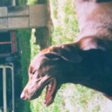 Loving Petsitter in Arlington