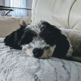 Reliable, loving, long walks, snuggles, flexible hours