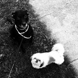 Who wants to watch 2 adorable dogs? Senior, so they are easy! .