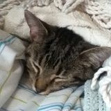 I have performed pet-sitting for three different households in addition to looking out for my own pets.