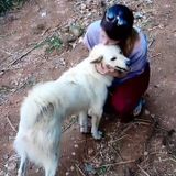 For Hire: Can't Have My Own Pup; Extra Love To Share