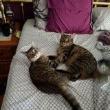 Searching for Medford Dog Walker and overnight care positions.