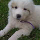 Dedicated and Passionate Petsitter/Housekeeper in Edmonton, Alberta