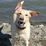 Pet Sitting Offered in Weymouth